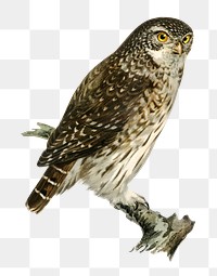 Png Eurasian pygmy owl bird hand drawn