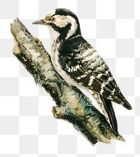 Lesser spotted woodpecker bird png hand drawn