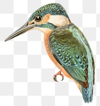 Alcedo bird png hand drawn