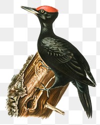 Black woodpecker png bird hand drawn