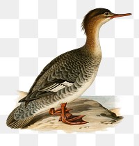 Red-breasted merganser waterbird png hand drawn
