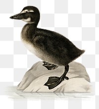 Png sticker common eider bird hand drawn