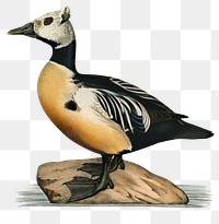 Png sticker steller's eider bird hand drawn