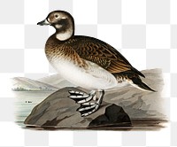 Png sticker long-tailed duck bird hand drawn