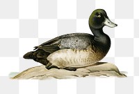 Png sticker greater scaup bird hand drawn