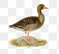 Png sticker greylag goose bird hand drawn