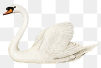 Swan vintage bird png sticker hand drawn