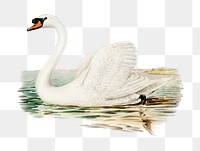 Png sticker mute swan bird hand drawn