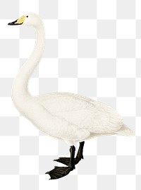 Whooper swan vintage bird png sticker hand drawn