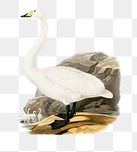 Png sticker whooper swan bird hand drawn
