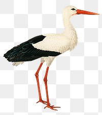 White stork vintage bird png sticker hand drawn