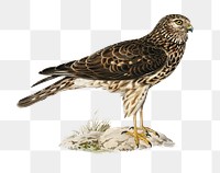 Png sticker harrier bird hand drawn