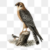 Falcon vintage bird png sticker hand drawn