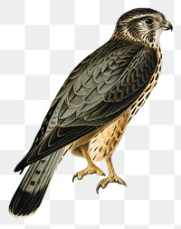 Png sticker merlin falcon bird hand drawn