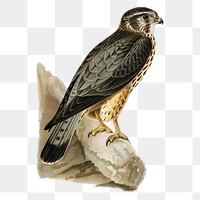 Png sticker merlin falcon bird hand drawn