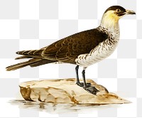 Png sticker pomarine jaeger bird hand drawn