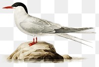 Png sticker tern bird hand drawn