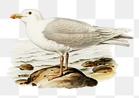 Png sticker glaucous gull bird hand drawn