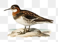 Png sticker red-necked phalarope bird hand drawn