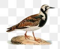 Png sticker ruddy turnstone bird hand drawn