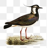 Northern lapwing vintage bird png sticker hand drawn