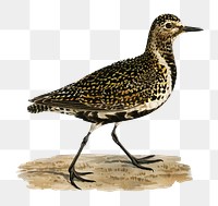 Png sticker european golden plover bird hand drawn