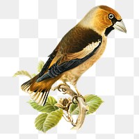 Transparent sticker hawfinch bird hand drawn