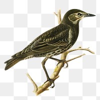 Transparent sticker starling bird hand drawn