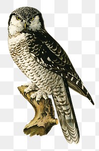 Transparent sticker northern hawk owl bird hand drawn
