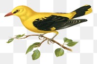 Bird golden oriole png sticker hand drawn