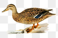 Transparent sticker mallard bird hand drawn