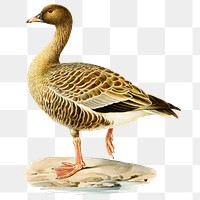 Transparent sticker pink-footed goose bird hand drawn
