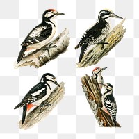 Woodpecker vintage drawing png bird set
