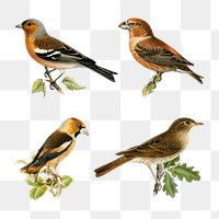 Finch birds png vintage drawing set