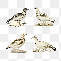 Vintage mixed birds png sticker drawing collection