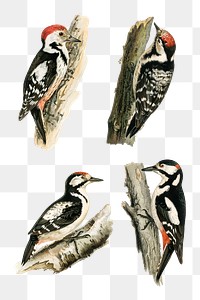 Vintage woodpecker png sticker drawing set
