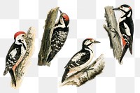 Vintage woodpecker drawing png bird collection