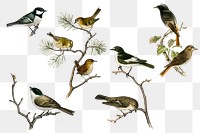 Insectivore birds png illustration collection 
