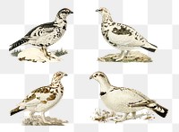 Grouse png vintage drawing collection