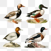 Png vintage duck drawing collection