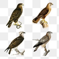 Vintage png drawing birds of prey collection