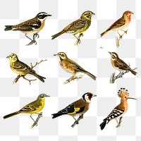 Vintage mixed birds png sticker drawing collection