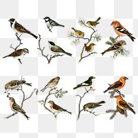 Vintage mixed birds png sticker drawing set