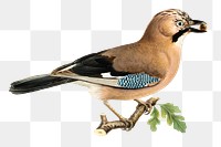 Eurasian jay vintage bird png sticker hand drawn