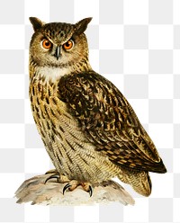 Transparent sticker eaurasian eagle owl bird hand drawn