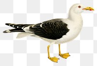 Gull vintage bird png sticker hand drawn