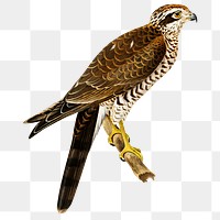 Transparent sticker eurasian sparrow hawk bird hand drawn