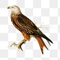 Hawk vintage bird png sticker hand drawn