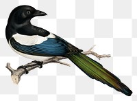 Eurasian magpie vintage bird png sticker hand drawn