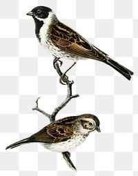 Transparent sticker reed bunting bird hand drawn